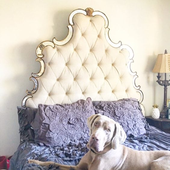fred the weimaraner laying on hooker furniture sanctuary bed with georgina bedding on candace rose anderson blog