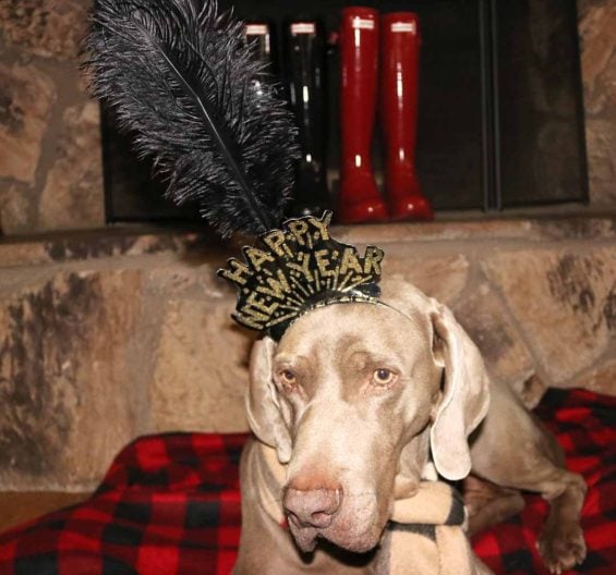 Fred the Weimaraner celebrating New Year's Day in a Burberry scarf, New Year headband, buffalo check blanket (similar), red and black glossy Hunter boots. 