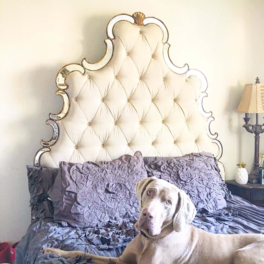 Candace Rose Anderson's Weimaraner Fred loves his Georgina duvet cover in dark grey! It's on major sale this weekend only. 