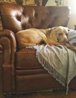 lifestyle blogger candace rose pottery barn lansing recliner candace rose anderson lifestyle blogger pinterest dog weimaraner leather tufted chesterfield recliner chair candieanderson blog rustic farmhouse style