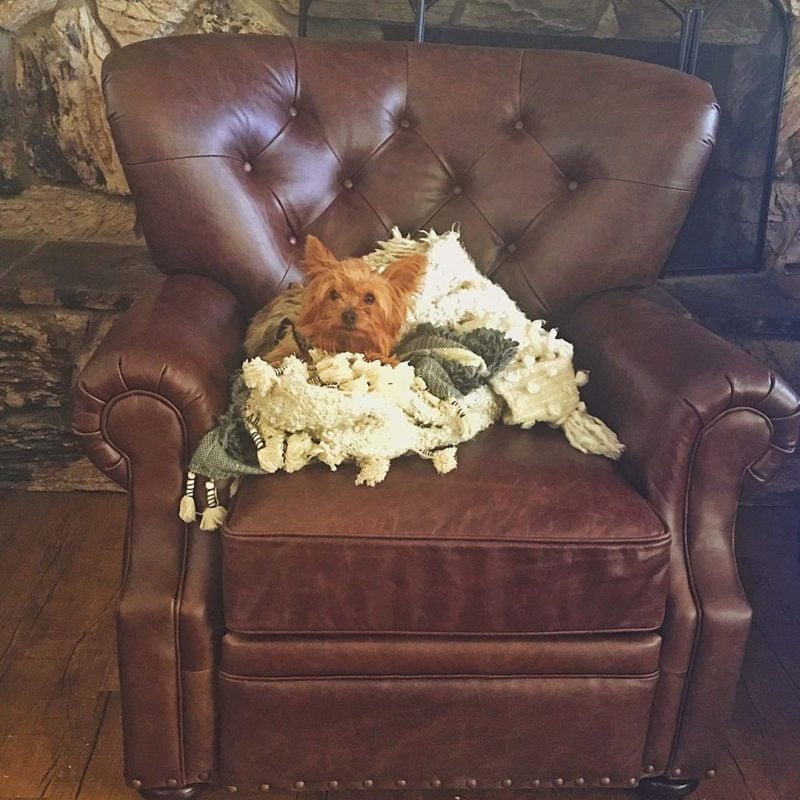 Lifestyle blogger Candace Rose Anderson's Yorkie Dog Francesca sitting in her Pottery Barn Lansing leather tufted recliner with nailhead trim. Pottery Barn buy more save more sale