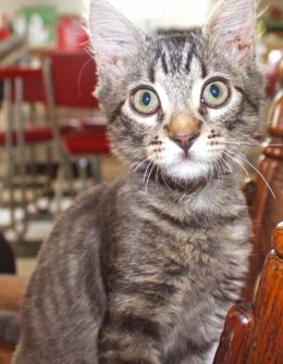 Candace Rose once feral cat Lily when she was only a few months old Dr. Jeffrey Werber interview candieanderson blog