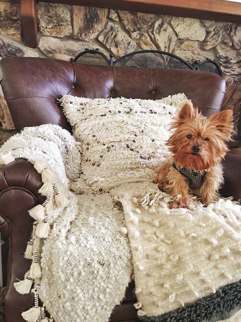 Lifestyle blogger Candace Rose's dog Yorkie Francesca loves the Pottery Barn Lansing leather tufted recliner chair. Pottery Barn father's day gifts sale 