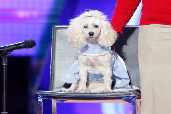  Watch America's Got Talent Season 12 Episode 2 Auditions Night 2: Tuesday, June 6, 2017. Meet Edna Moore and her amazing dog (cockapoo) Mia Moore! She can count and she can read. This dog is unbelievable! Be sure to watch the video below to see their phenomenal audition.