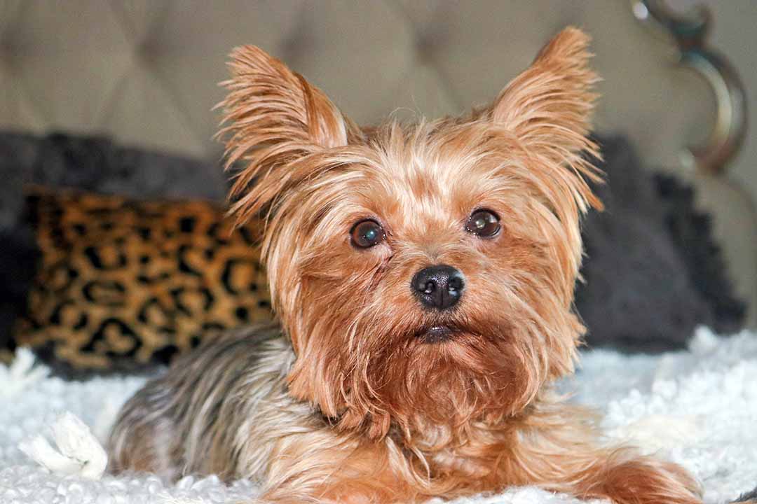 candace rose all roads design open market throw blanket lifestyle blogger blog anthropologie sale leopard pillow yorkie dog francesca
