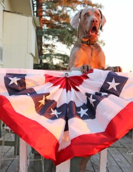 candace rose weimaraner fred 4th of july bunting sale home decor furniture fashion summer 2017