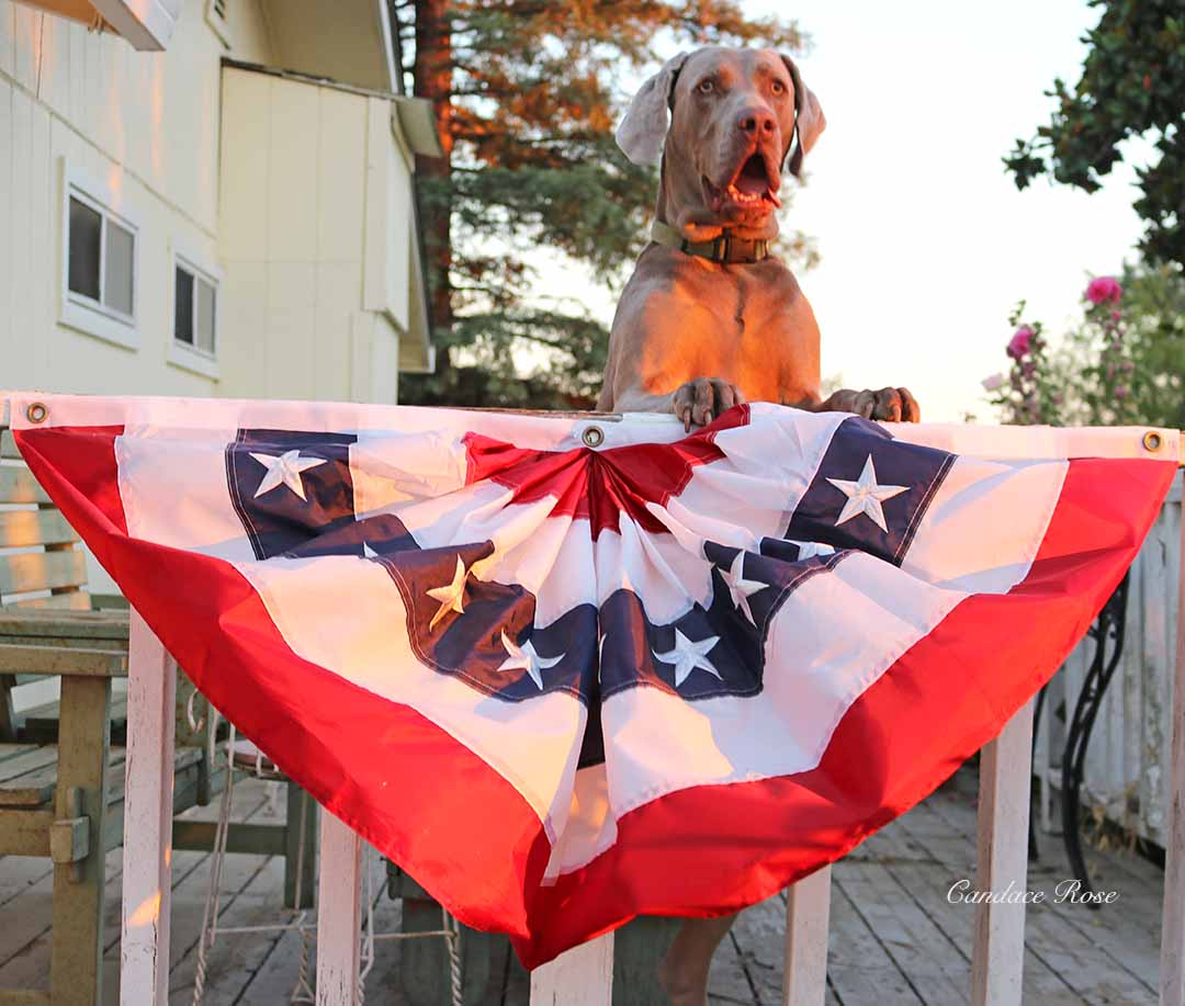 candace rose weimaraner fred 4th of july bunting sale home decor furniture fashion summer 2017
