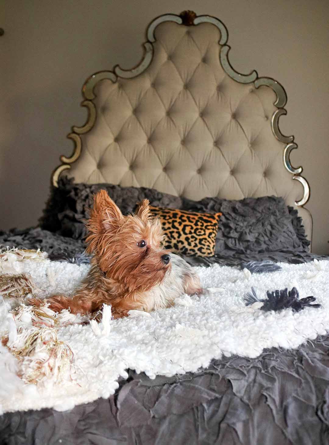 hooker furniture upholstered tufted bristol bed mirrored trim all roads design open market throw georgina duvet cover anthropologie sale bedding yorkie dog candace rose anderson blog lifestyle blogger