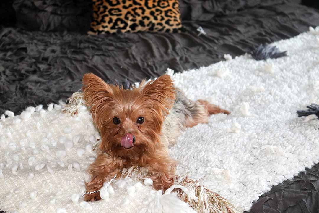 yorkie francesca dog candace rose all roads design one market throw georgina duvet cover candace rose candieandersoncom blog lifestyle blogger pinterest
