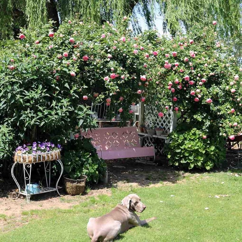 Lifestyle blogger and flower farmer Candace Rose Anderson's dog a Weimaraner named Fred laying in front of the English Eden rose trellis in Northern California rosecandi candieanderson blog.