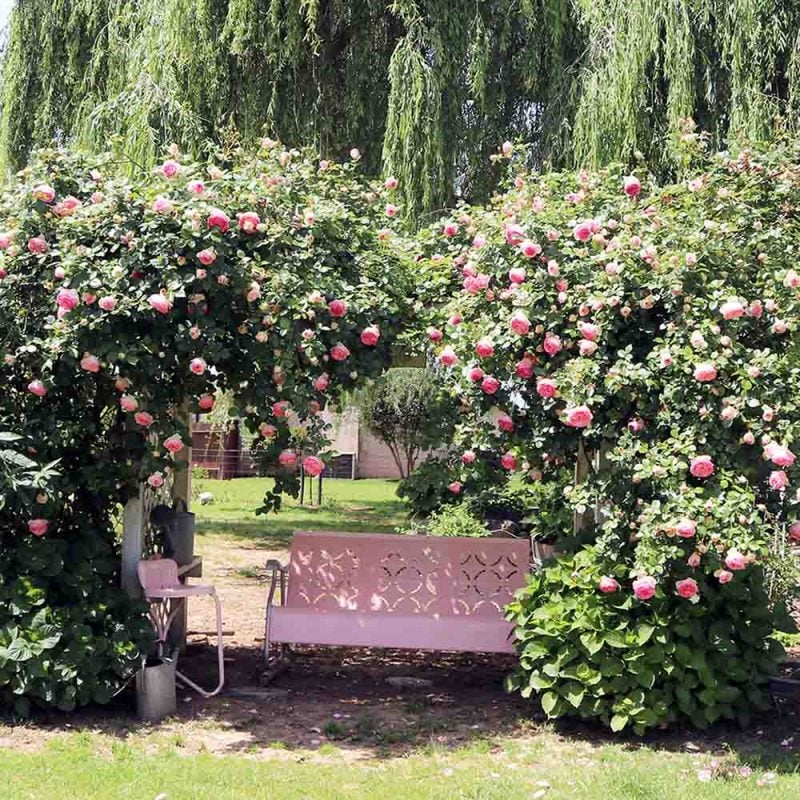 Lifestyle blogger and flower farmer Candace Rose Anderson shares pictures of her Eden rose trellis Pierre de Ronsard rose in Northern California. The roses are pink in the spring and fade to light in the summer.
