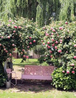 Lifestyle blogger and flower farmer Candace Rose Anderson shares pictures of her Eden rose trellis Pierre de Ronsard rose in Northern California. The roses are pink in the spring and fade to light in the summer.