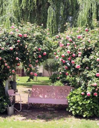 Lifestyle blogger and flower farmer Candace Rose Anderson shares pictures of her Eden rose trellis Pierre de Ronsard rose in Northern California. The roses are pink in the spring and fade to light in the summer.