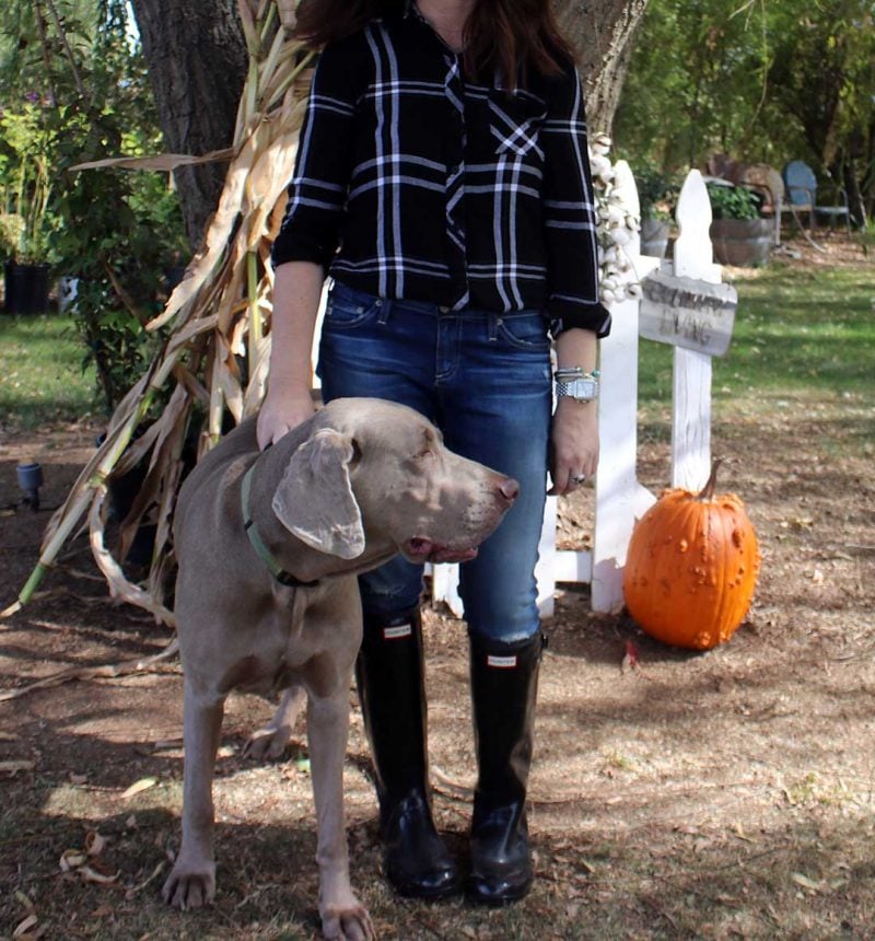 candace rose anderson rails plaid shirts black hunter boots weimaraner candieanderson blog shopbop event of the season sale