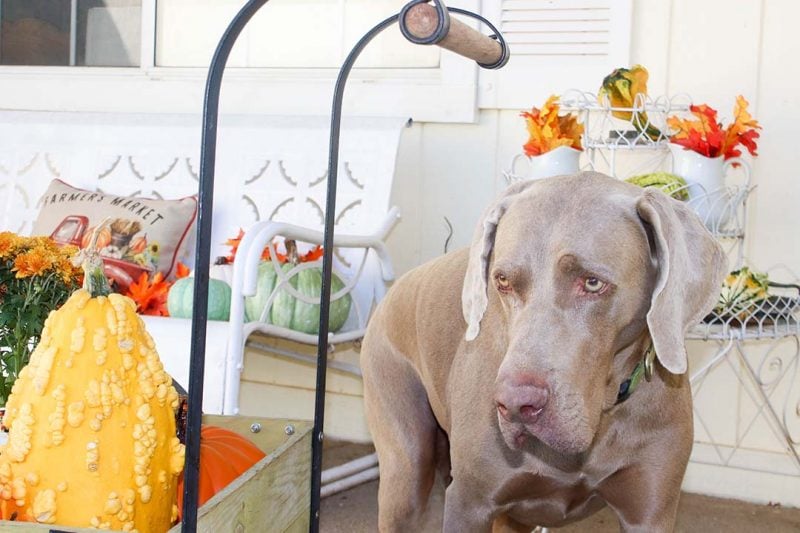 candace rose anderson weimaraner fred candieanderson blog fall porch halloween pumpkins mums
