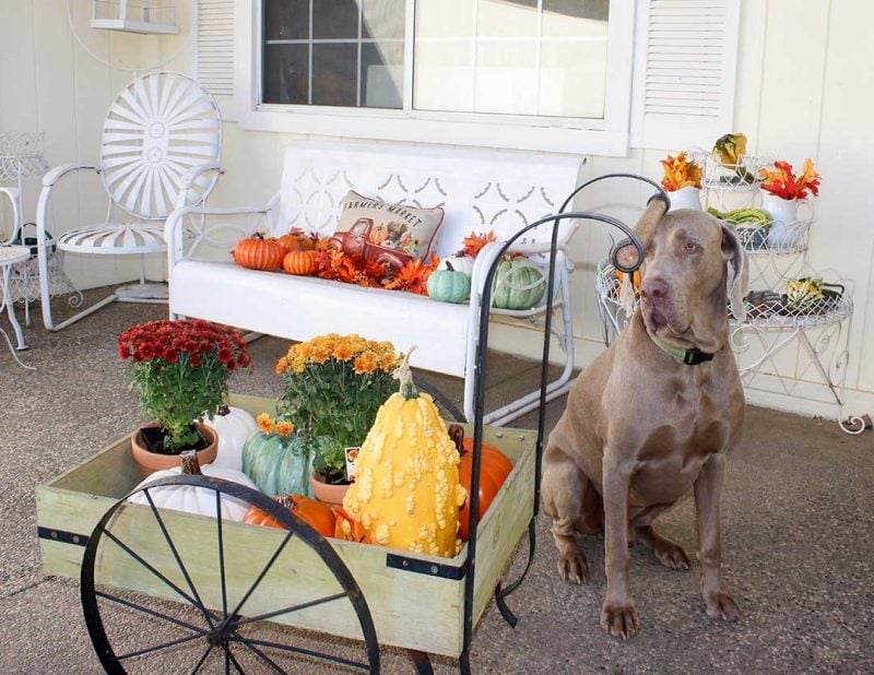 candace rose anderson weimaraner fred vintage furniture wagon pumpkins mums fall porch candieanderson blog