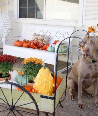 candace rose anderson weimaraner fred vintage furniture wagon pumpkins mums fall porch candieanderson blog