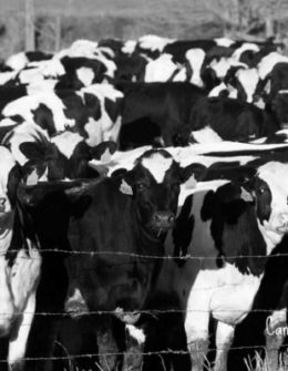 Dairy farmer Joe Kelsay joined Candace Rose Anderson for an interview to discuss how technology is evolving in the dairy industry. * This image is from my neighborhood dairy in Northern California.