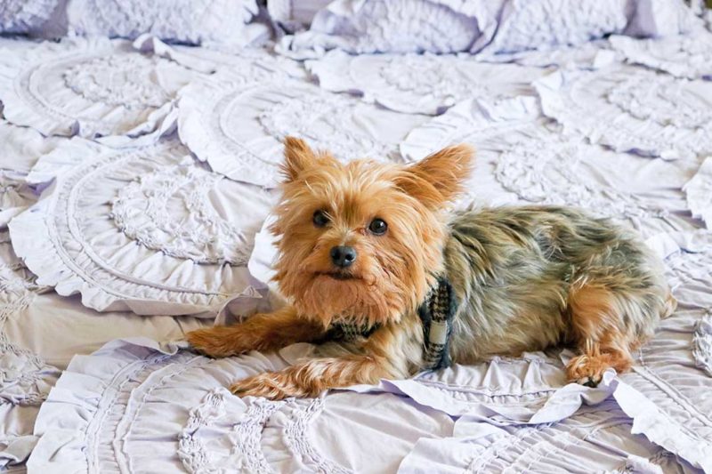 anthropologie holiday home sale yorkie dog francesca candace rose blog anthropologie rivulets quilt review sale bedding candieandersoncom blog sale