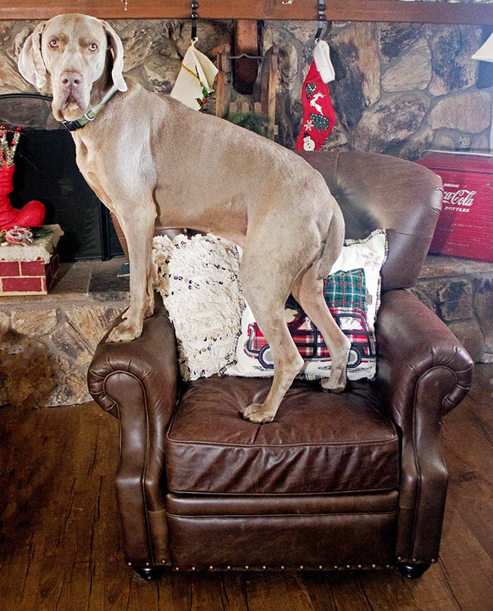 pottery barn lansing leather recliner living room furniture chesterfield weimaraner fred pottery barn leather recliners sale candace rose anderson candieanderson blog 25 percent off christmas decorations