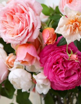 Candie Anderson shares beautiful pink garden roses from her flower farm RoseCandi during an interview with Susan Yoder of Seed Your Future about the Bloom Initiative and booming horticulture industry.