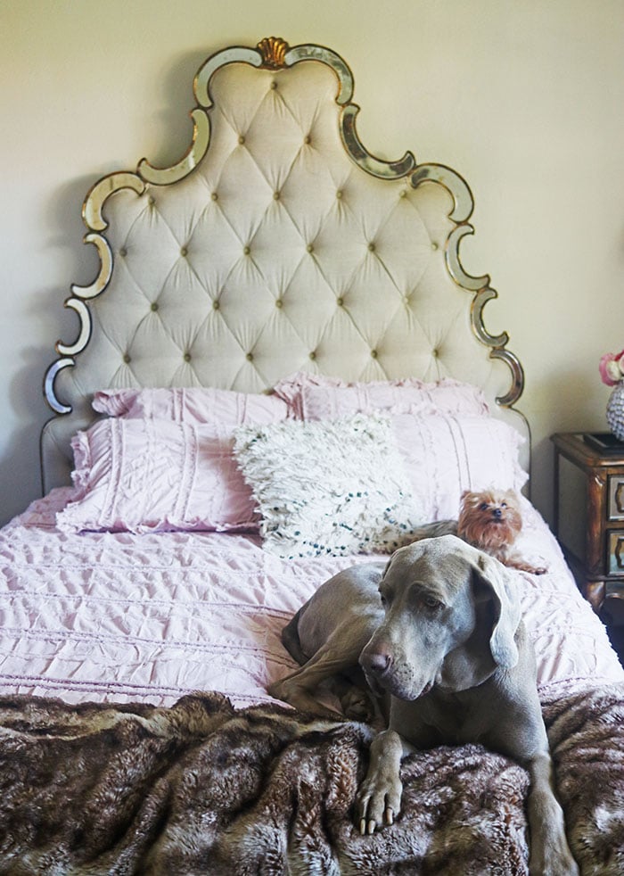 Lifestyle expert and blogger Candie Anderson shares her blush pink bedding, upholstered bed and Pottery Barn ombre faux fur throw which her Weimaraner and Yorkie are laying on.