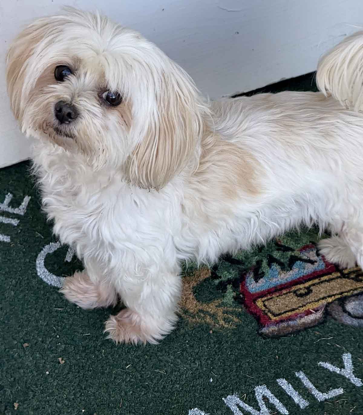 Lifestyle expert, journalist and interior design blogger Candie Anderson of candieanderson.com dog Millie (a maltipoo) standing on her The Griswold's Family Christmas doormat from Pottery Barn! It's one of the best holiday doormats.