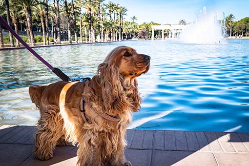 Dog expert, Dan Schachner joined journalist and blogger, Candace Rose Anderson of the blog Candie Anderson to share tips on how to plan the perfect summer road trip for dogs.