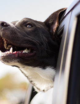 Pet expert, Dan Schachner joined journalist and blogger, Candace Rose Anderson of the blog Candie Anderson to share tips on how to plan the best summer road trip with your dog. He also dished on an amazing road trip for those on the West Coast.
