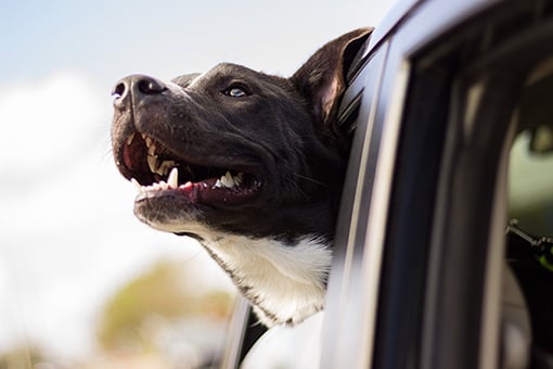 Pet expert, Dan Schachner joined journalist and blogger, Candace Rose Anderson of the blog Candie Anderson to share tips on how to plan the best summer road trip with your dog. He also dished on an amazing road trip for those on the West Coast.