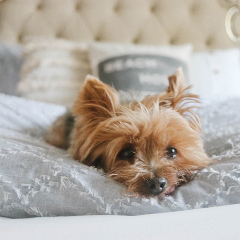 Lifestyle expert, influencer and blogger Candace Rose Anderson of the blog Candie Anderson candieanderson.com shares tips on how to recreate her beautiful coastal inspired bedroom with items from Walmart. Her dog Francesca (a Yorkie) loves her chambray bedding.
