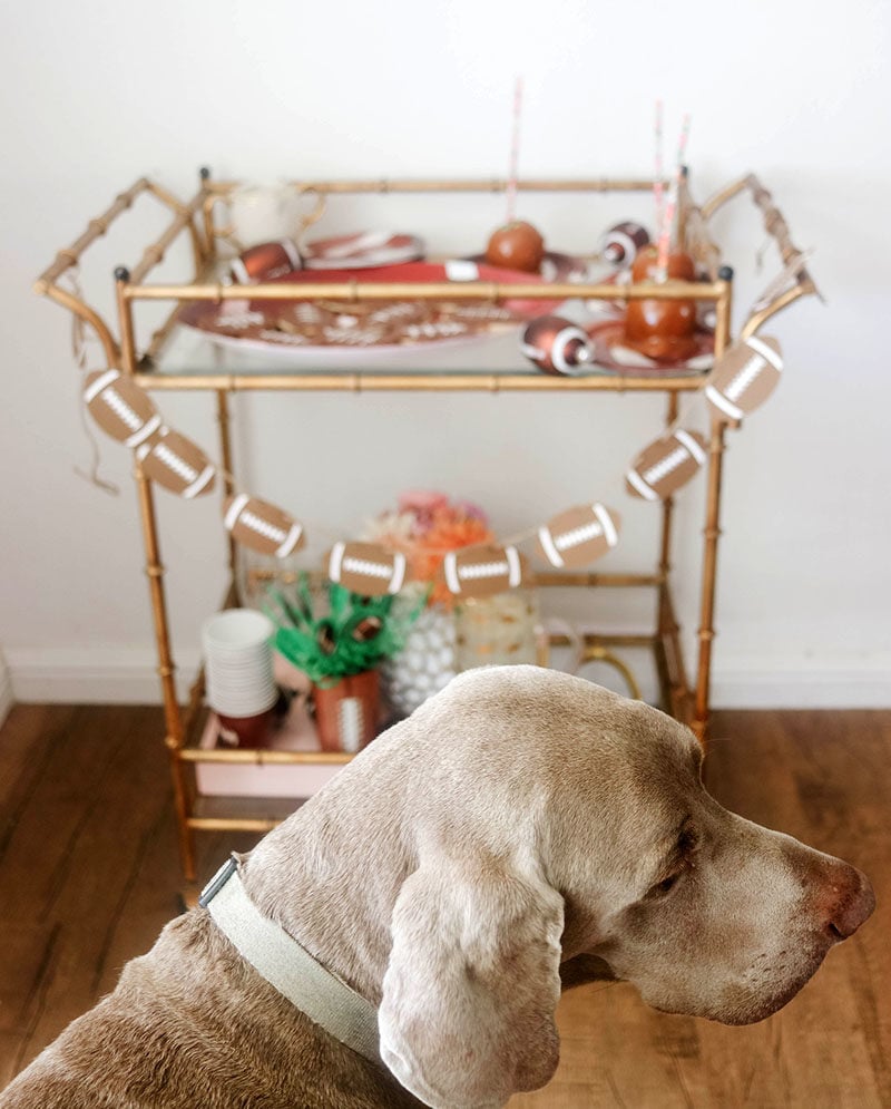 My dog, Fred was eyeing my glam gold bar cart which was decorated with desserts for the NFL football season.
