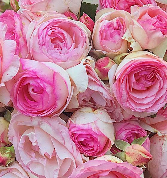 Lifestyle expert, journalist and flower farmer Candie Anderson of RoseCandi flower farm shares this beautiful closeup of pink Eden climber rose