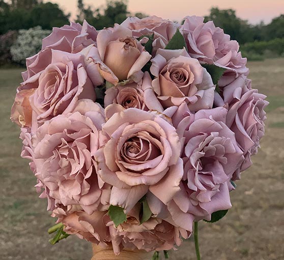 Lifestyle expert, journalist, flower farmer (at RoseCandi Flower Farm) and blogger Candie Anderson has the scoop on the best garden roses for sale at Amazon including Koko Loko garden rose!