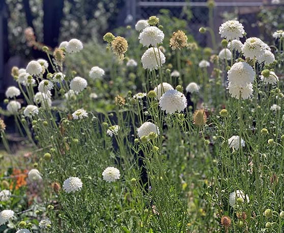 Journalist, flower farmer and blogger, Candie Anderson shares her White scabiosa seeds from Amazon.