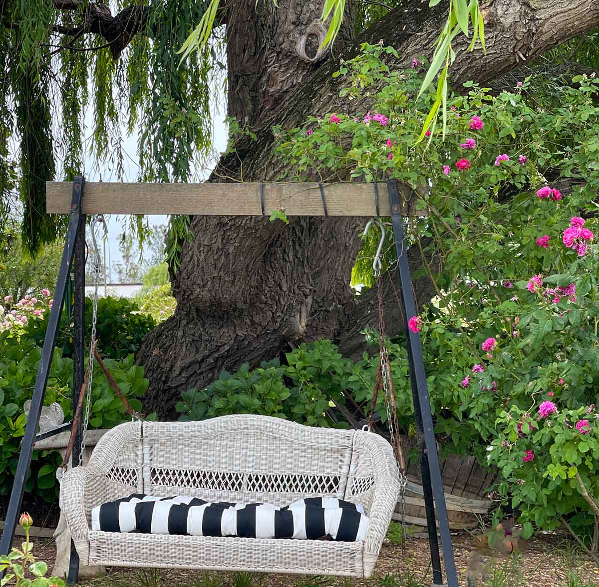 Lifestyle expert, journalist and interior design blogger Candie Anderson of candieanderson.com shares her white all-weather wicker porch swing (with a black and white awning stripe seat cushion) in her rose garden. 