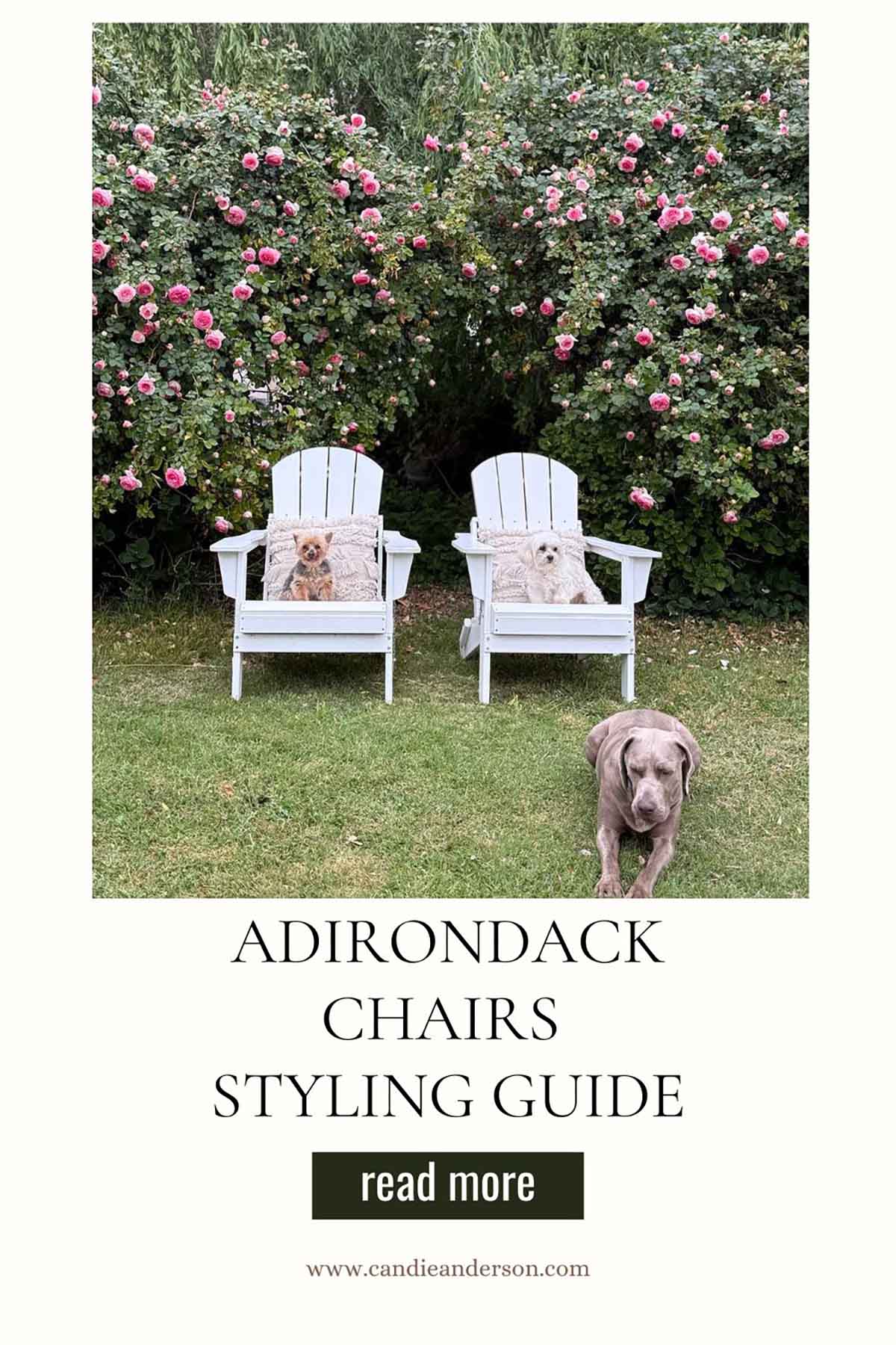 Lifestyle expert, journalist and interior design blogger Candie Anderson of candieanderson.com shares the best adirondack chairs styling guide including photos of her dogs Francesca, Millie and Griffey. They look great in the rose garden.