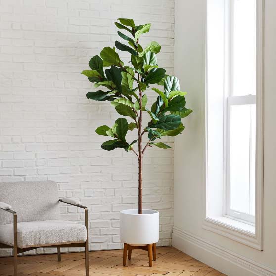 West Elm 7' Faux Fiddle Leaf Fig Tree & Wide Mid-Century Turned Wood Leg Planter Set faux trees