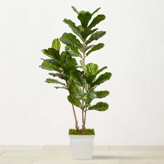 Williams Sonoma Faux Fiddle Leaf Tree in White Metal Planter