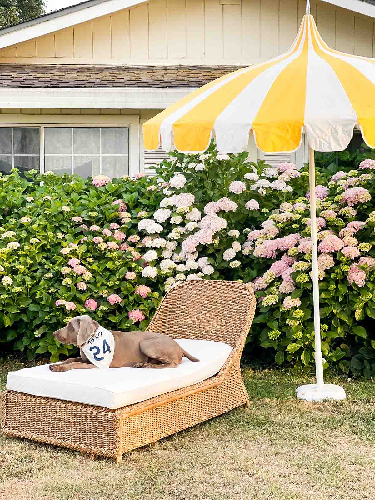 Lifestyle expert, journalist and dog mom Candie Anderson shares how much her Weimaraner (dog) Griffey loves relaxing on her Pottery Barn Westport Wicker Chaise Lounge Chair.