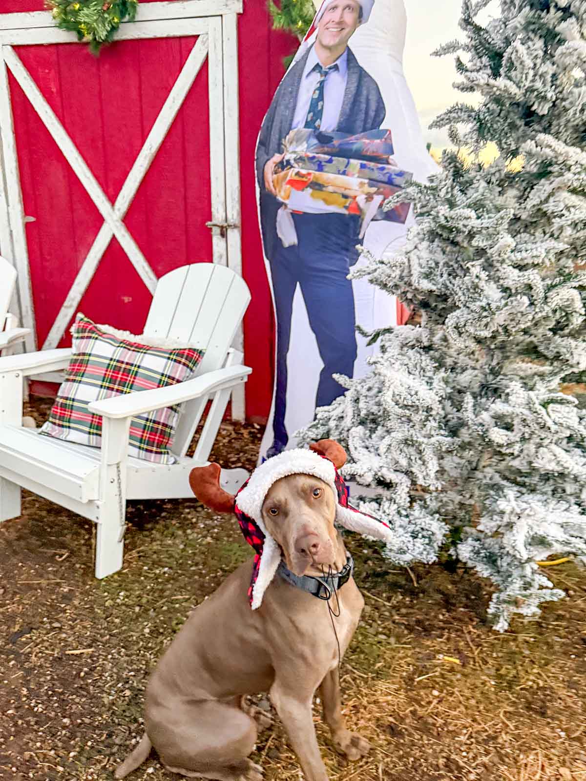 Lifestyle expert, journalist and entertaining blogger Candie Anderson's dog Griffey looks great next to his flocked Christmas tree, white Adirondack chairs and Clark Griswold inflatable!