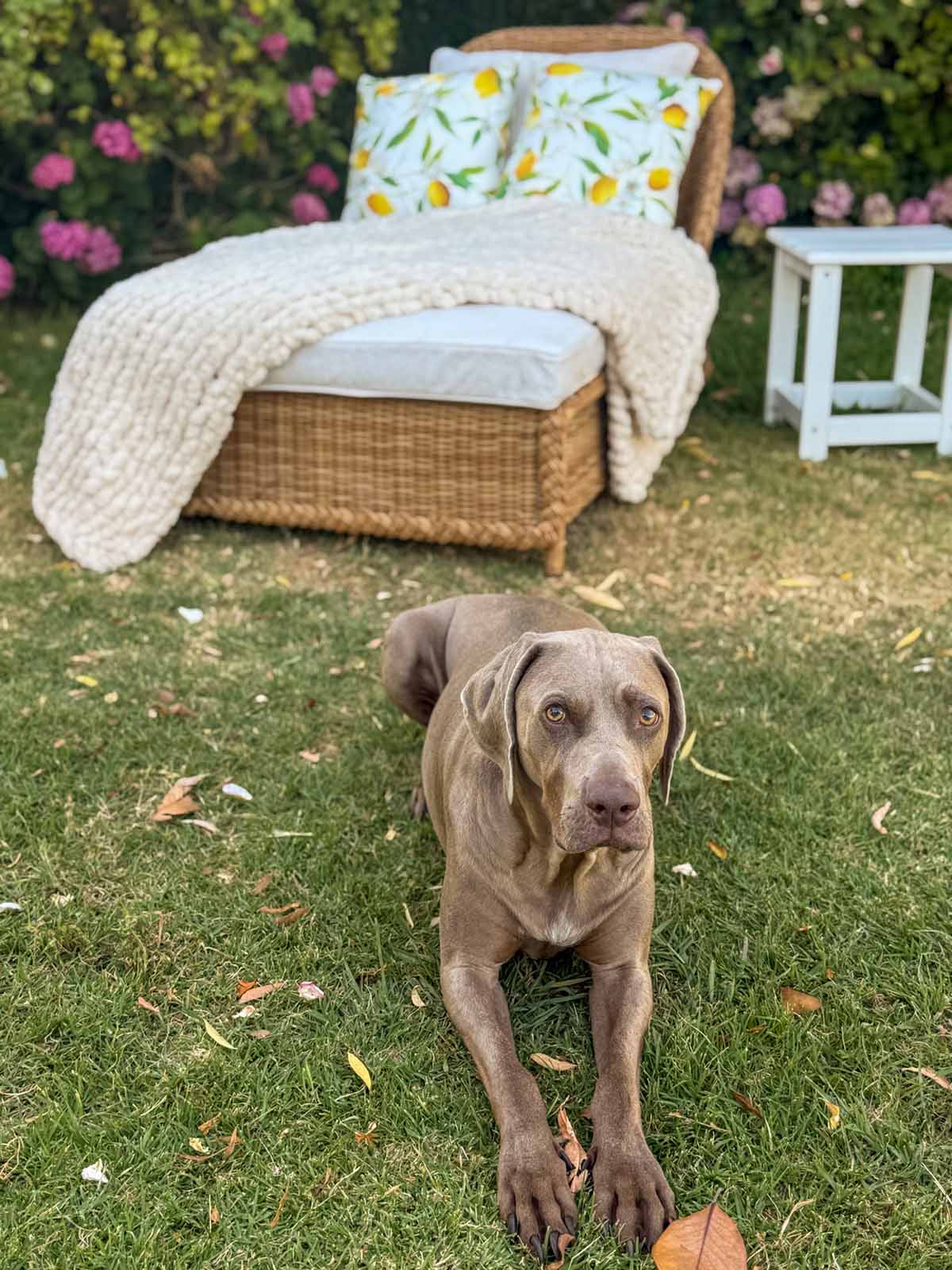 Candie Anderson's dog Griffey resting in front of her wicker chaise lounge chair which is adorned with lemon throw pillows.