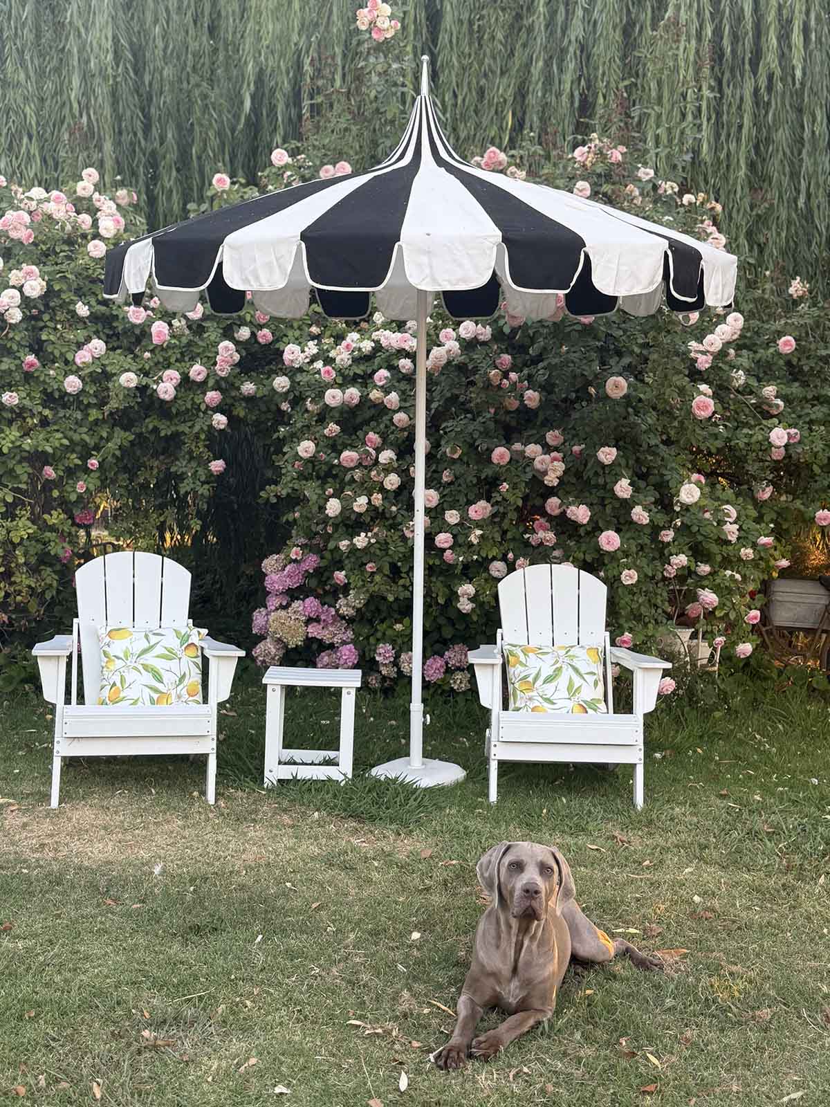 Candie Anderson's dog is resting in front of her white Adirondack chairs adorned with lemon throw pillows.
