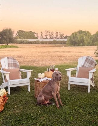 Lifestyle expert, journalist and interior design blogger Candie Anderson of candieanderson.com shares her white Adirondack chairs adorned with fall throw pillows and blankets. They look great on her patio adorned with woven baskets, faux pumpkins, patio furniture, and her Weimaraner Griffey.