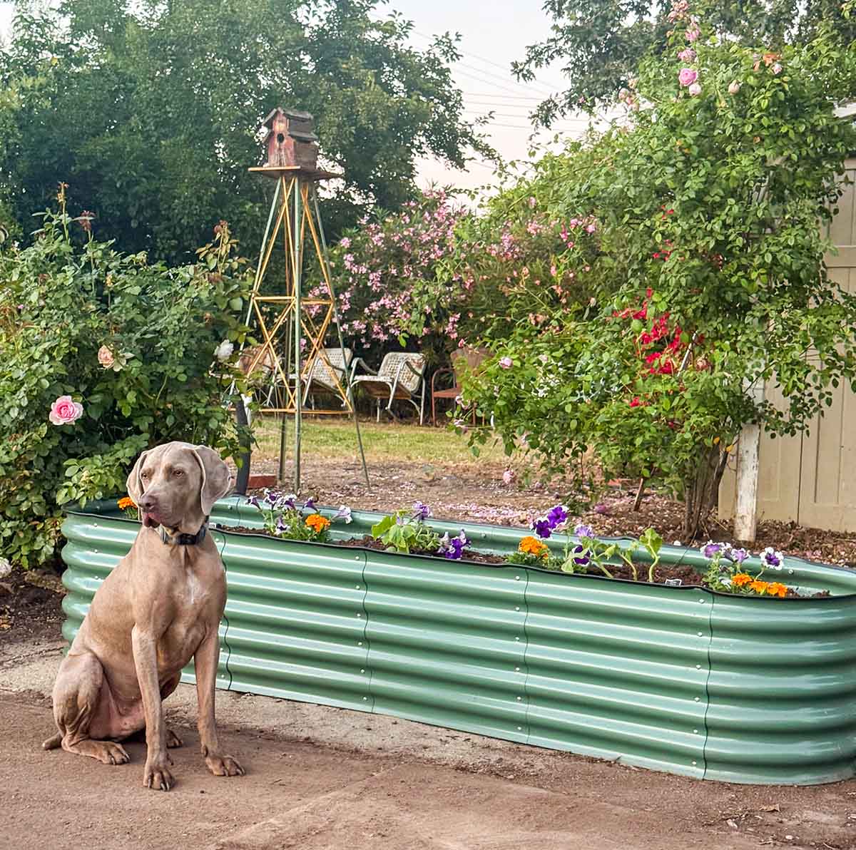 Lifestyle expert, journalist, interior design blogger and flower farmer Candie Anderson of candieanderson.com and her dog Griffey share their new Alrmont & Co. Sairah metal raised garden bed! They planted cucumbers, marigolds and purple petunias.