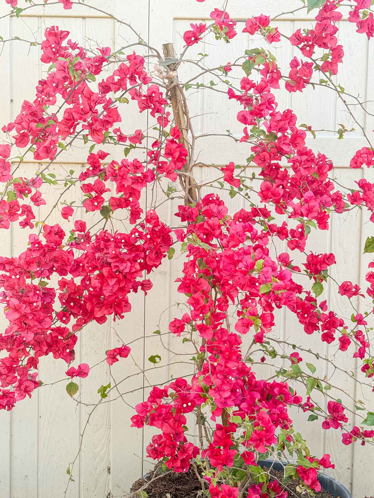Lifestyle blogger and flower farmer Candie Anderson of candieanderson.com shares her beautiful Bougainvillea plant!