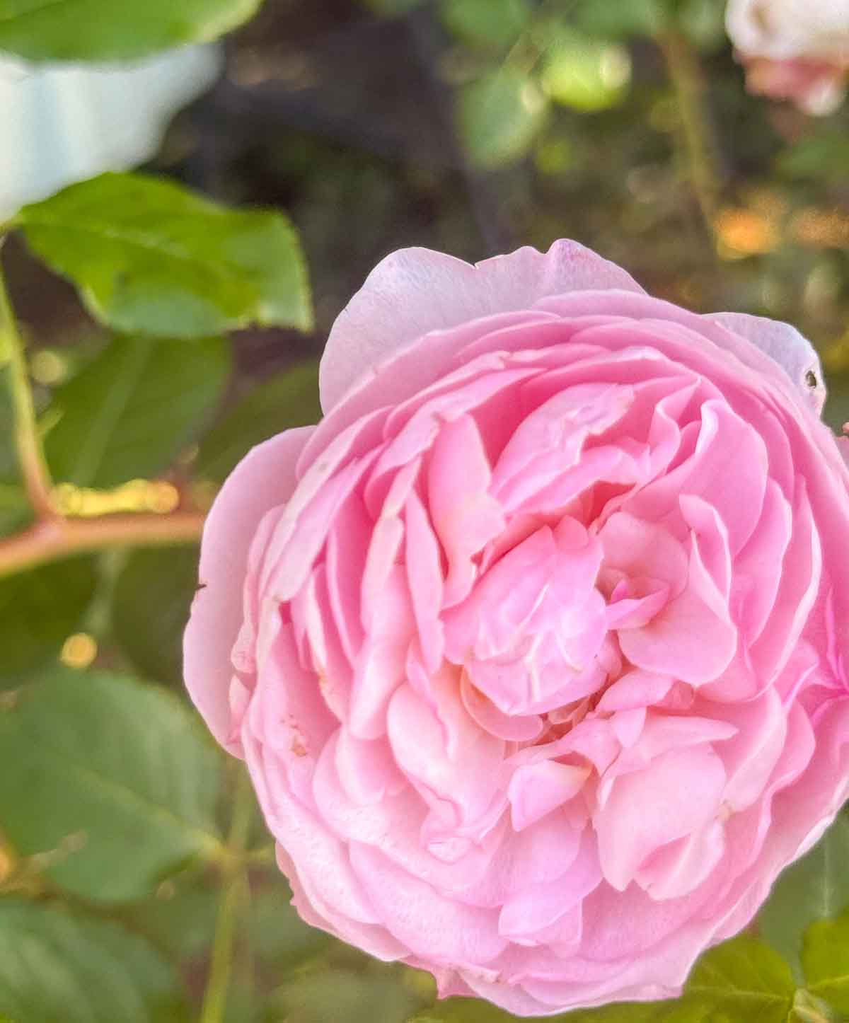 Lifestyle expert, journalist, blogger and flower farmer Candie Anderson of candieanderson.com shares a photo of her beautiful Abraham Darby rose bush.
