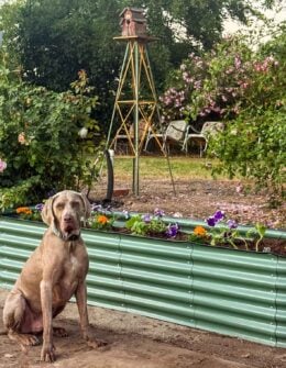 Lifestyle expert, journalist, interior design blogger and flower farmer Candie Anderson of candieanderson.com and her dog Griffey shares the best metal raised garden beds including her new corrugated metal raised garden bed that she and her mom built on Mother's Day! They planted cucumbers, marigolds and purple petunias.