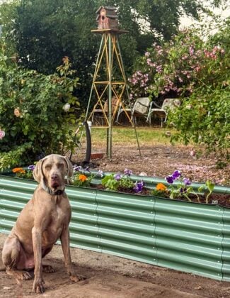 Lifestyle expert, journalist, interior design blogger and flower farmer Candie Anderson of candieanderson.com and her dog Griffey shares the best metal raised garden beds including her new corrugated metal raised garden bed that she and her mom built on Mother's Day! They planted cucumbers, marigolds and purple petunias.