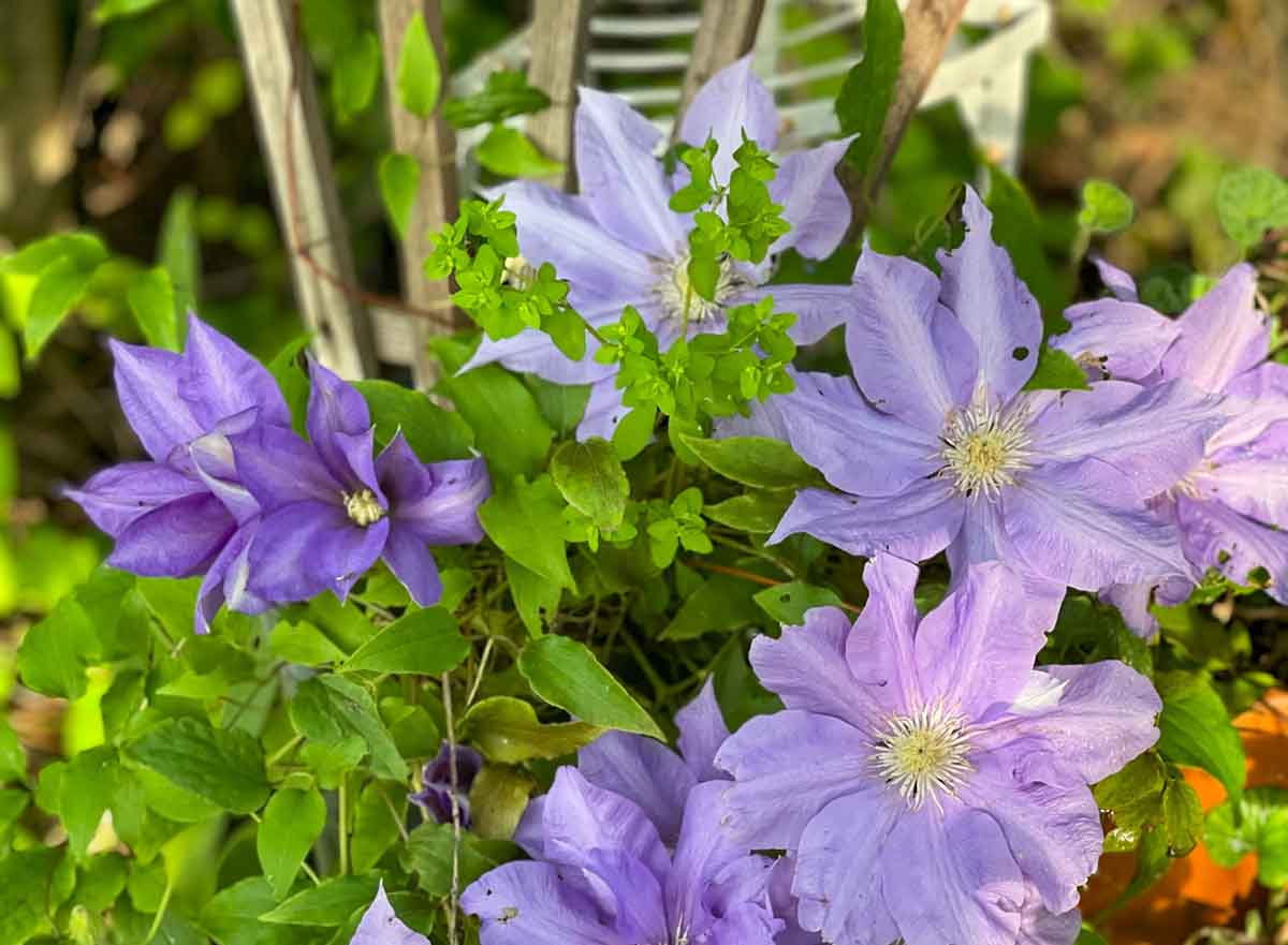 Lifestyle expert, journalist and flower farmer Candie Anderson of candieanderson.com shares her lavender clematis.
